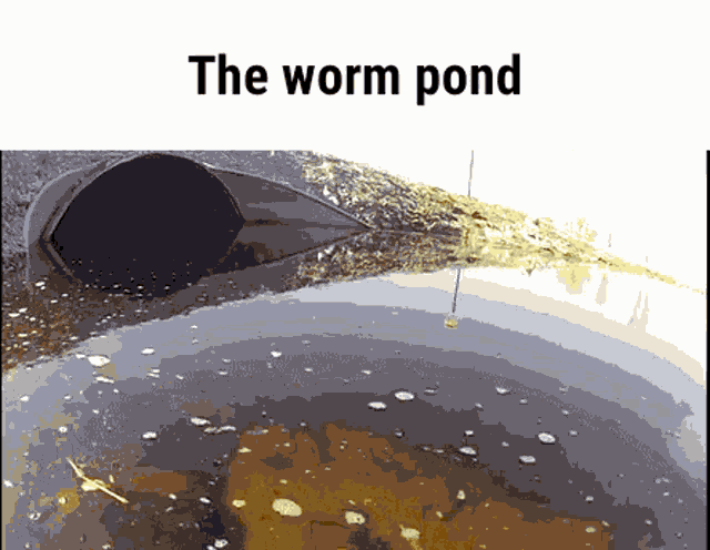 the worm pond